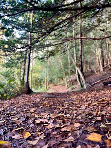 Forest floor covered with golden autumn leaves along a serene woodland trail under filtered light