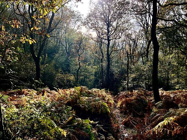 istock Dense forest scene with vibrant orange ferns illuminated by soft sunlight, 2204405426