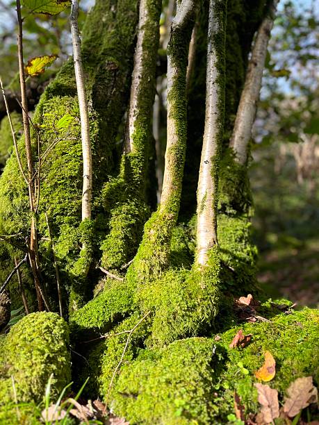 A detailed view of moss-covered tree roots intertwined with a trunk, radiating lush greenery and natural beauty.