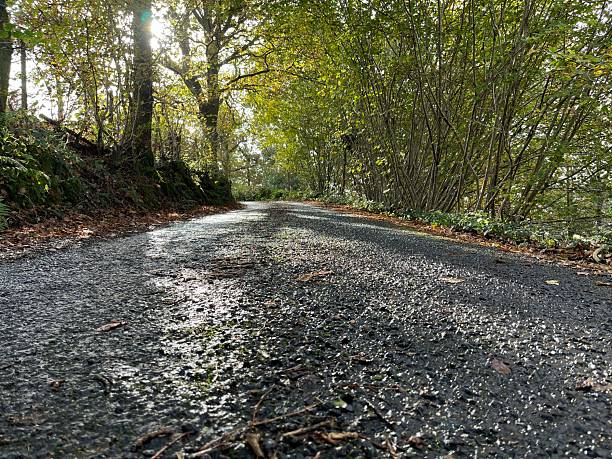 istock A serene countryside road lined with lush green trees and dappled sunlight 2204405661
