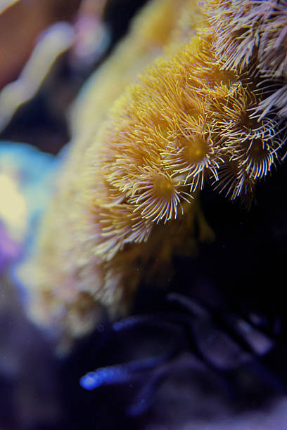 istock A large colony of Parazoanthus 2204405931