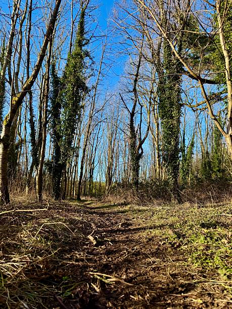 istock A forest trail lined with ivy-covered trees, leading deeper into the woodland under a bright blue sky. 2204406188