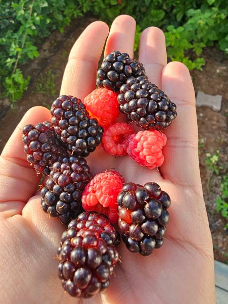 istock Person's hand holding blackberries and raspberries 2204406346
