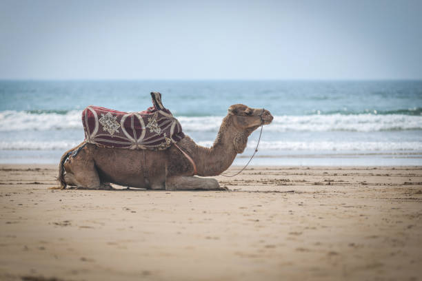 Moroccan camel sitting on the beach - ship of the desert.