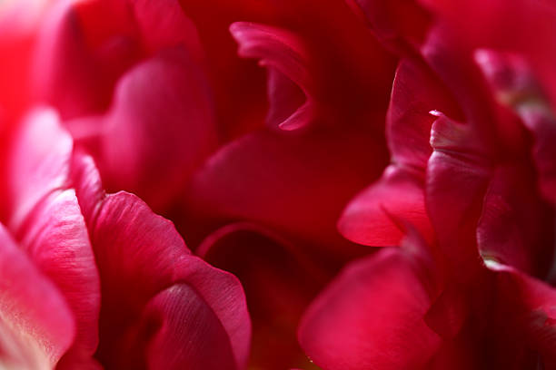 istock beautiful red tulips macro 2204406866