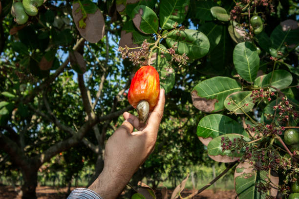istock workers picking whole cashew fruit  from tree in thailand farm 2204406953