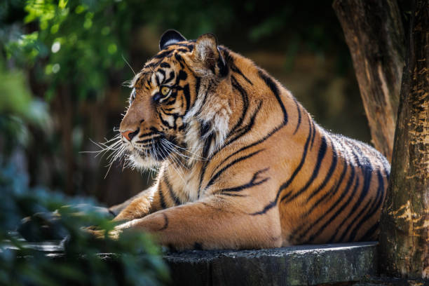 istock Majestic Siberian Tiger Resting 2204408585