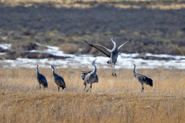istock Sandhill cranes admiring high jumper during mating season 2204408623