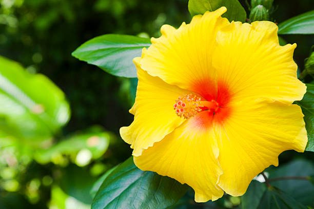 Close-up Flower