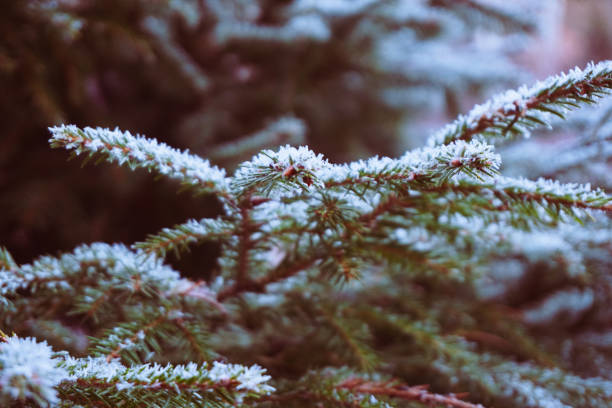 Close up of tree branches during winter