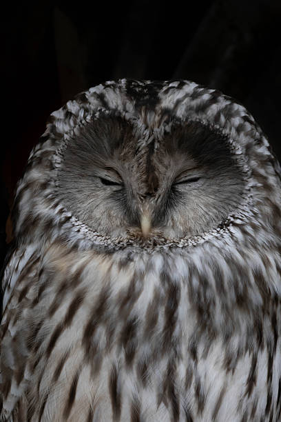 Ural owl (Strix uralensis). Nocturnal owl on black background