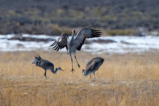 istock Sandhill cranes admiring high jumper during mating season 2204412611