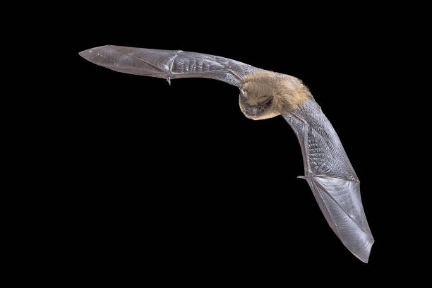 istock Flying Pipistrelle Bat on black background 2204413963