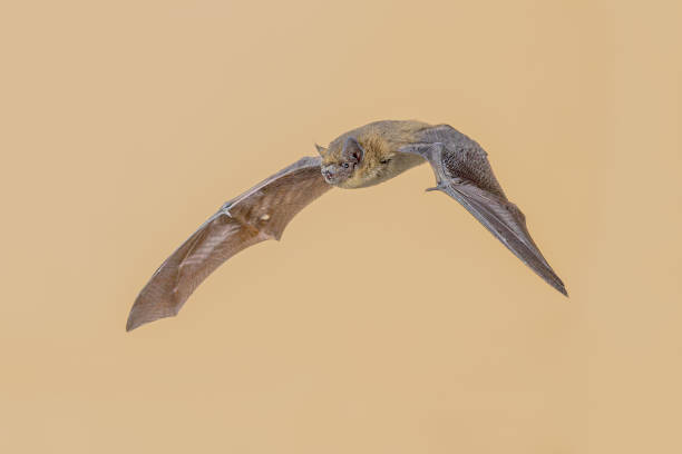 istock Flying Pipistrelle Bat from above on bright background 2204414024