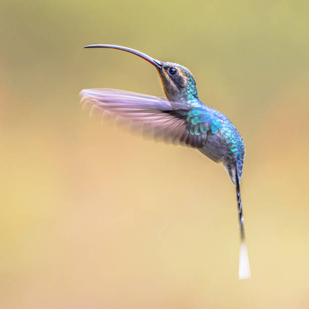 istock Green hermit female Hummingbird 2204414116