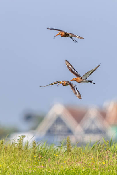 Black-tailed Godwits (Limosa limosa) chasing each other over territory dispute in natural grassland breeding habitat in the Netherlands. Wildlife scene of nature in Europe..