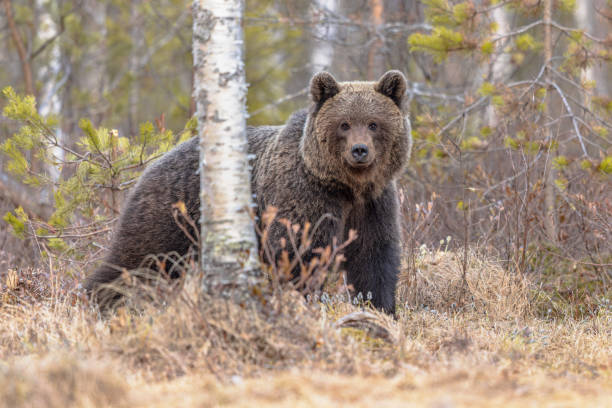 istock Eurasian brown bear waking up from hibernation 2204414348