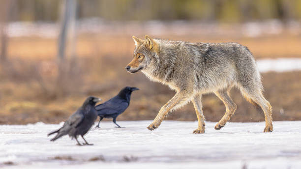 istock Eurasian Wolf walking with two raven 2204414391