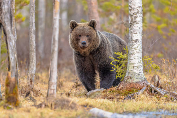 istock Eurasian brown bear waking up from hibernation 2204414397