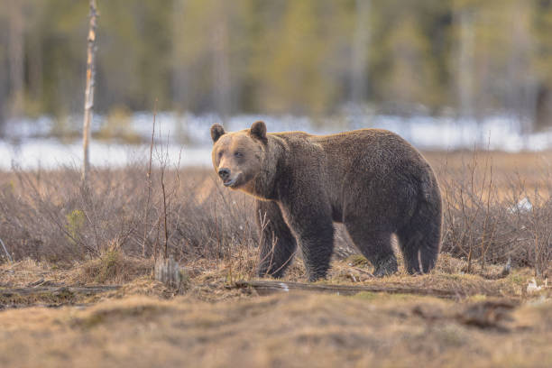 istock Eurasian brown bear waking up from hibernation 2204414658