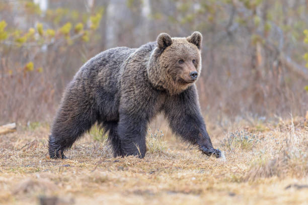 istock Eurasian brown bear waking up from hibernation 2204414678