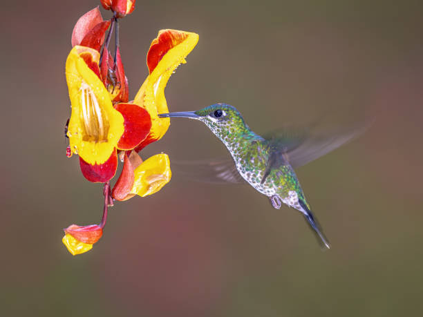 istock Green crowned brilliant hummingbird 2204414841