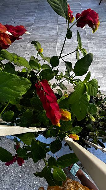istock Shrimp Plant (Justicia brandegeeana) in Bloom. 2204418347