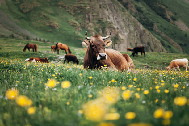 istock Idyll of a mountain pasture: freedom and harmony in every frame 2204419614