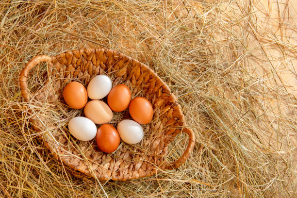 Fresh chicken eggs in a basket lying down in the hay