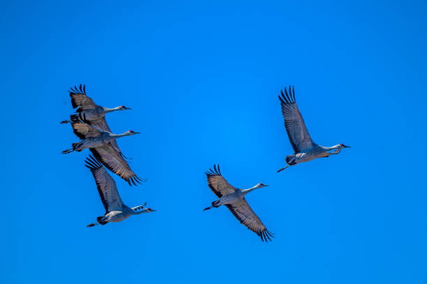 istock Five Spotted Sandhill cranes flying during mating season 2204422841