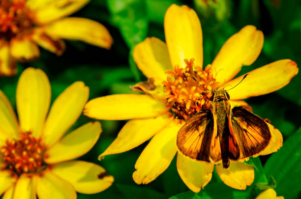 Farfugium japonicum is a clump-forming perennial that is grown in gardens as much for its attractive foliage as for its autumn flowers. It is native to moist meadows and stream banks in Japan and eastern Asia. Daisy-like, yellow flowers bloom in loose corymbs atop thick, mostly leafless stalks that rise above the foliage in late summer to fall.