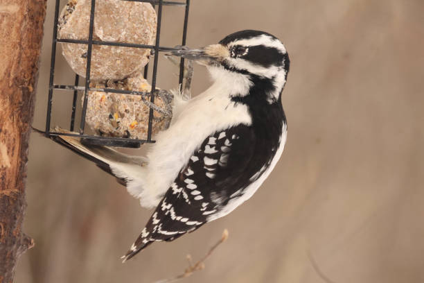 A downy woodpecker at a bird feeder.