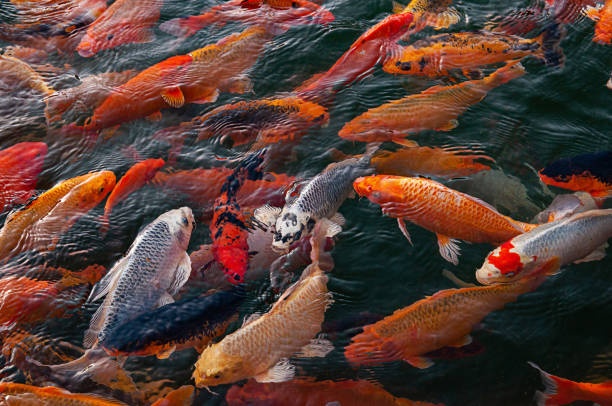 istock Goldfish swimming in a backwater, pond, or pool. 2204428150