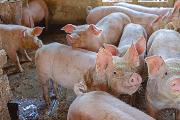 istock Pigs in Sty Farm 2204429737