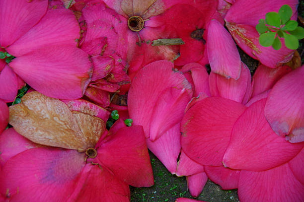 Fallen red rose petals on the ground