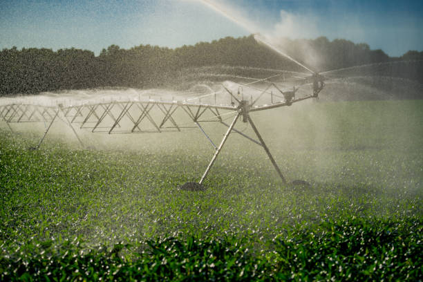 istock Irrigation system is watering summer field. Automatic Sprinkler irrigation system watering in the vegetable farm. Sprinkler Irrigation system for watering a farm lawn. Agriculture irrigation. 2204430262