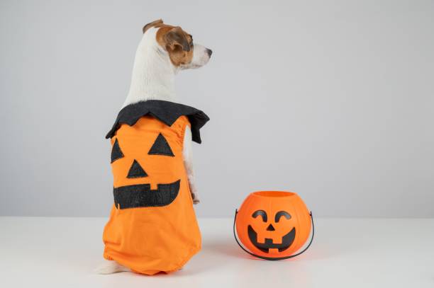 istock Jack Russell Terrier dog dressed as pumpkin next to candy basket on Halloween. 2204432738