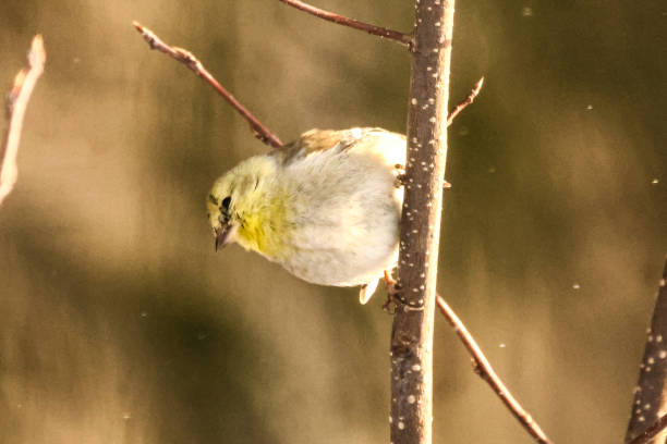 istock An American gold finch. 2204432906
