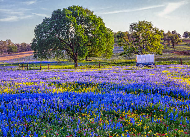 istock Hill country in West Texas near Austin 2204433089