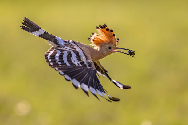 istock Two Eurasian hoopoe perched on branch with crest 2204433596