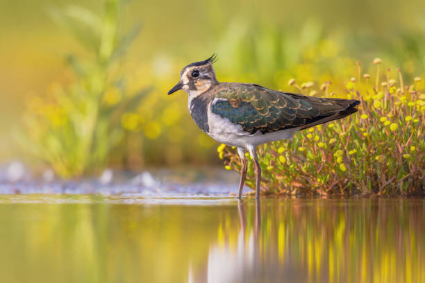 istock Female Northern lapwing wading in shallow water 2204433643