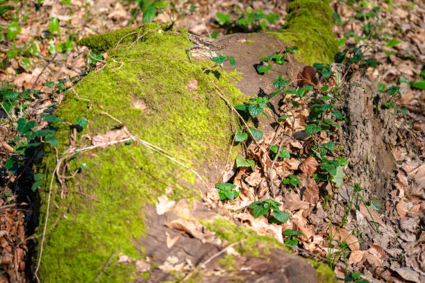 Discover the serene beauty of moss blanketing a tree trunk, adding a touch of green wonder to the forest ambiance.