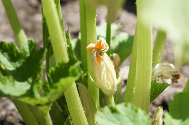 Pumpkin flower in the garden close-up