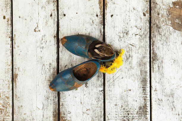 An adorable baby cottontail rabbit in a toddler~sized wooden shoe. Shot with a 5D Mark IV.