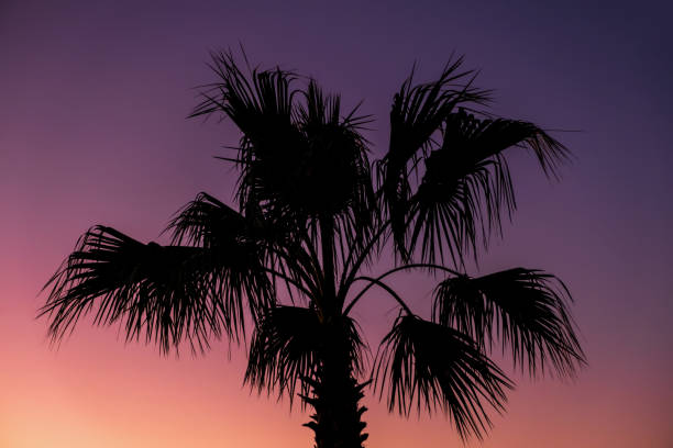istock Silhouette Tropical Palm Trees At Sunset, Summer Vacation 2204435762