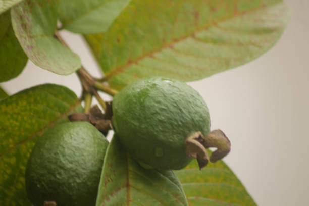 Fresh Guava Fruits Hanging on Tree Branch