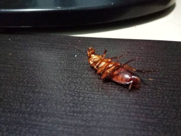 istock Cockroach lying down enjoying the relaxing atmosphere 2204440313