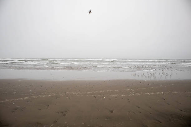 Peaceful Ocean Beach, San Francisco, misty beach scene with gentle waves rolling onto the shore. A lone bird soars above, while a flock of seabirds gathers near the water's edge. The muted colors and foggy atmosphere create a tranquil and introspective coastal landscape.
