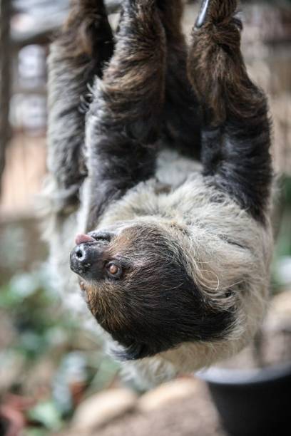istock Close-Up of a Sloth Hanging from a Tree 2204444519