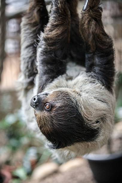 istock Close-Up of a Sloth Hanging from a Tree 2204444529